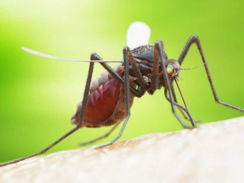 Close-up of mosquito, highlighting pest control services by Old Bay Pest Control in Annapolis, MD, US.