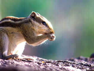 Squirrel pest removal services by Old Bay Pest Control in Annapolis, MD, US.