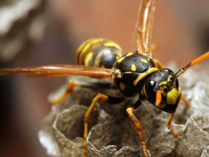 Close-up of a wasp on a nest, expertly managed by Old Bay Pest Control in Annapolis, MD, US.