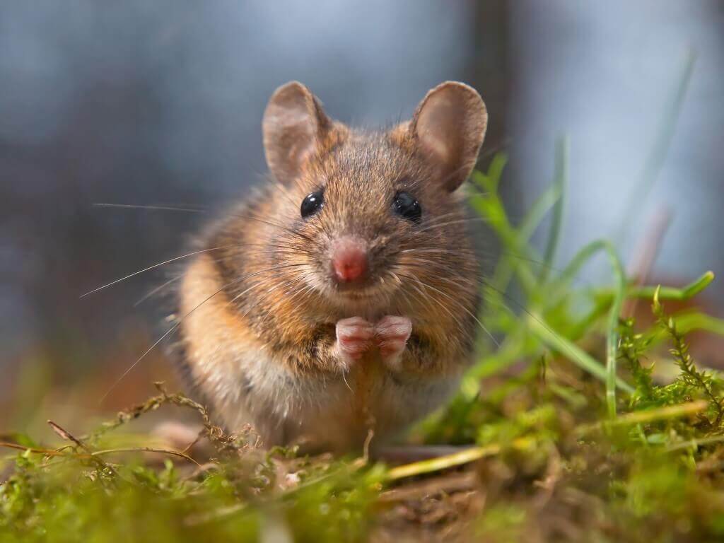 Mouse on grass, expert pest control services by Old Bay Pest Control in Annapolis, MD.